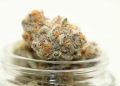 HOW TO GROW INDICA FLOWER?