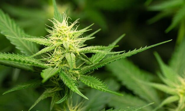 RUNTZ STRAIN