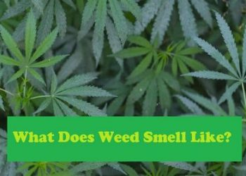 What Does Weed Smell Like