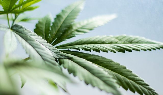 Types of CBD