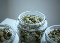vanilla frosting strain